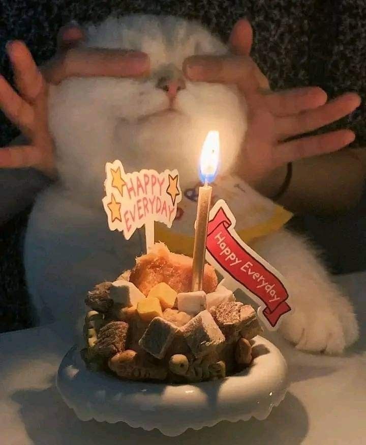 Нежные котята с днем рождения картинки (9)