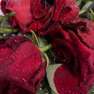 Оживление роз как увлажнить и оживить срезанные цветы 2