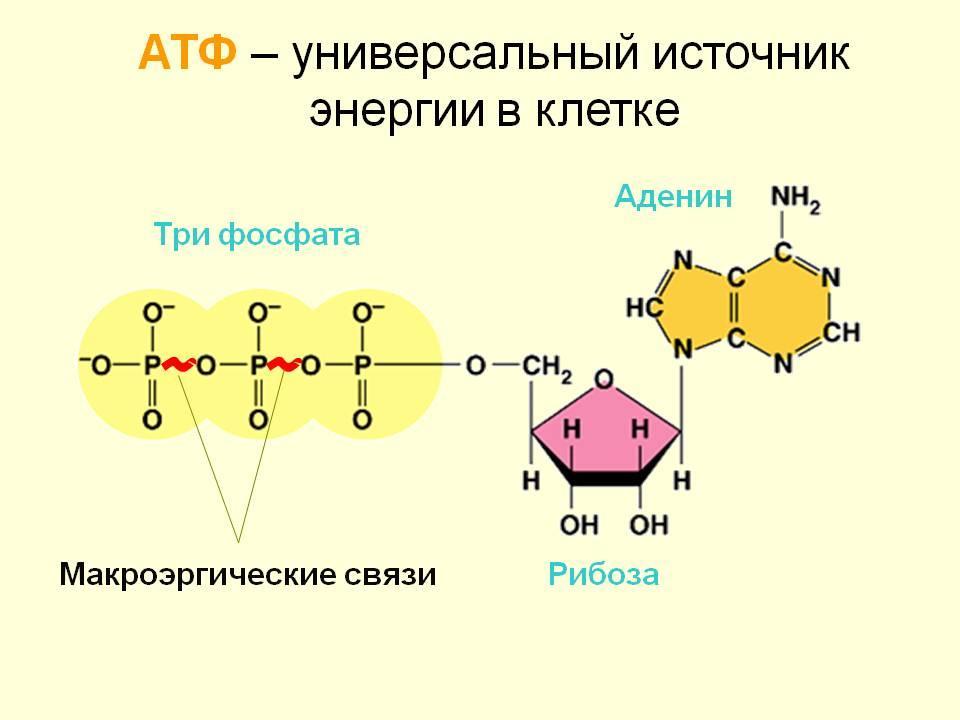 Атф схема строения молекулы