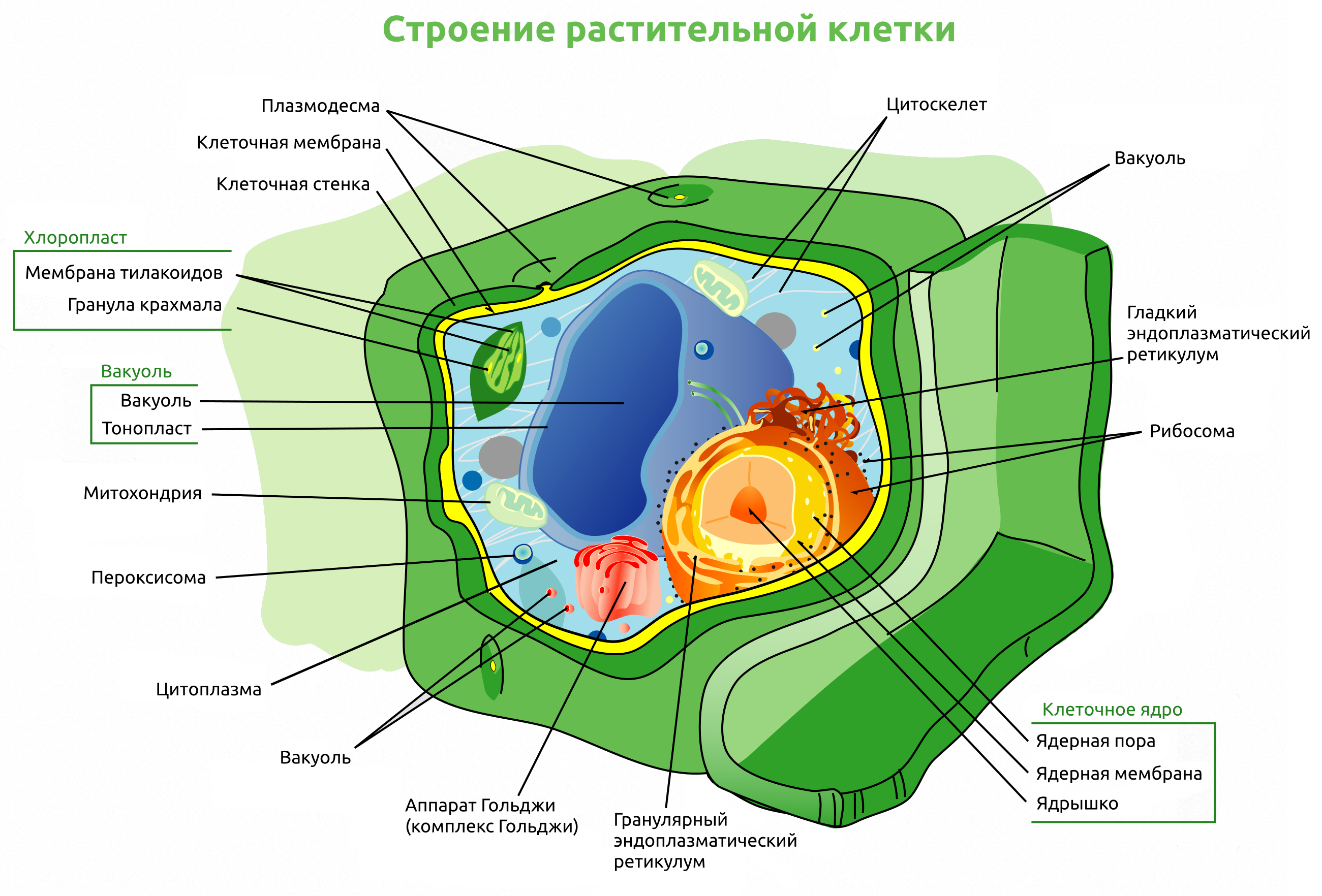 Как нарисовать растительную клетку