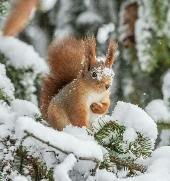 Белка фото в лесу зимой - красивые картинки (21)