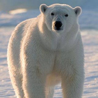 Белый медведь особенности и среда обитания 1