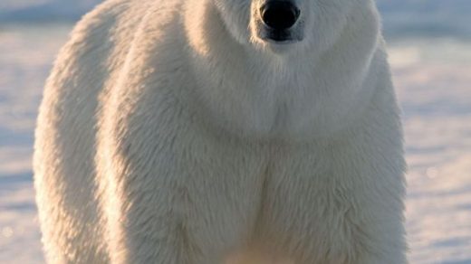 Белый медведь особенности и среда обитания 1