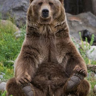 Бурый медведь среда обитания и особенности жизни 2