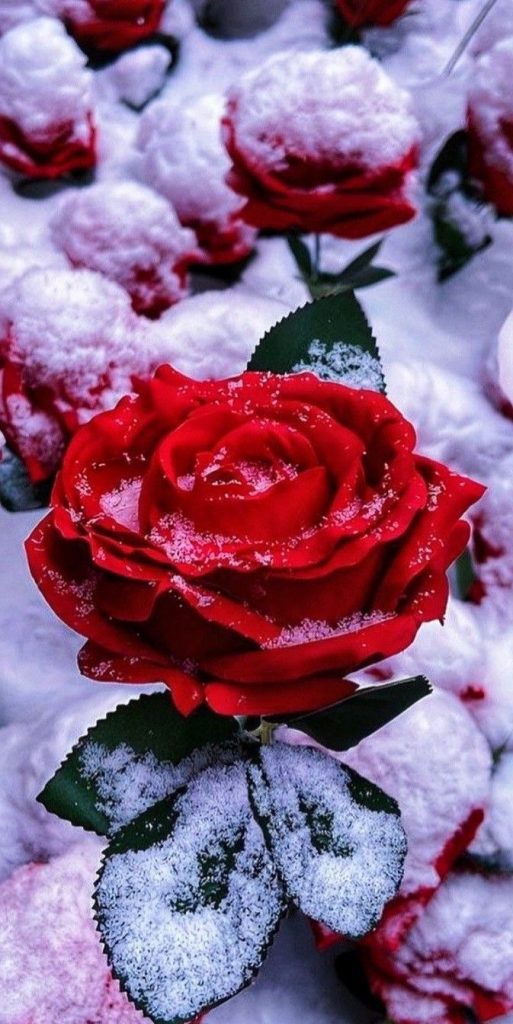 Морозная роза - Красивые обои на телефон (33)