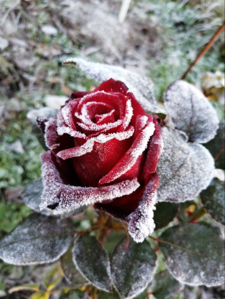 Морозная роза - Красивые обои на телефон (35)