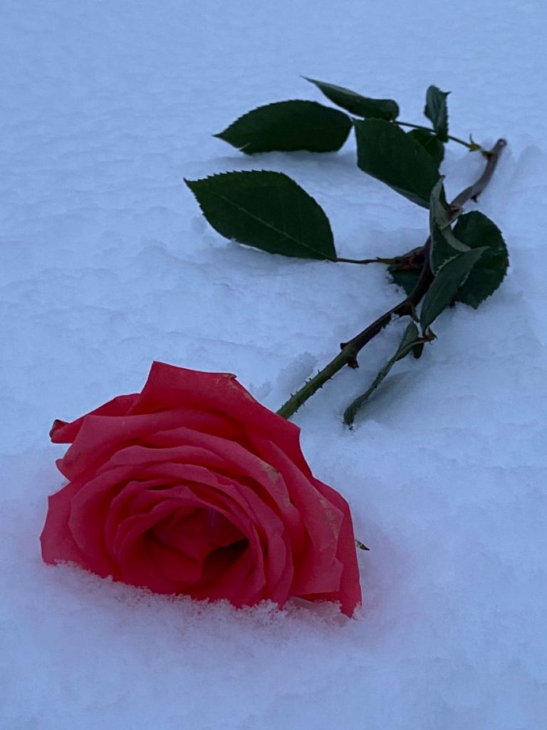 Морозная роза - Красивые обои на телефон (43)