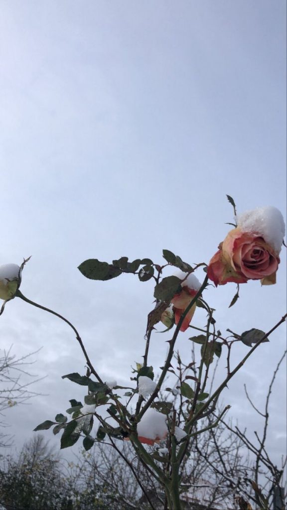 Морозная роза - Красивые обои на телефон (45)