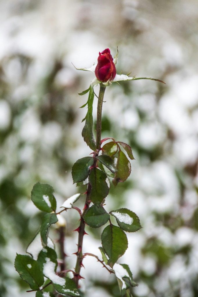 Морозная роза - Красивые обои на телефон (55)