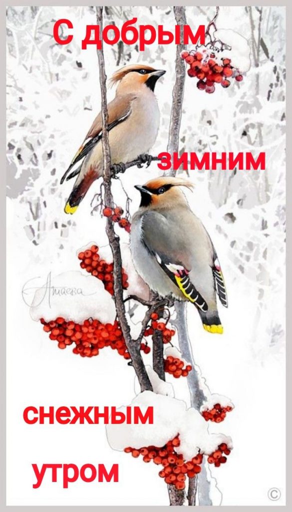 Новые красивые зимние открытки с пожеланиями на утро (3)
