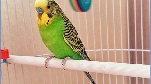 Организация правильного рациона для волнистого попугая в домашних условиях 2