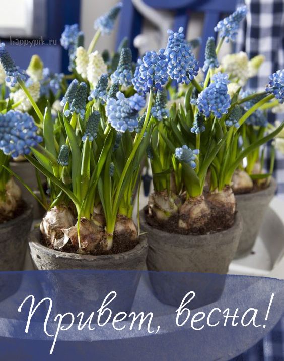 Открытки с добрым утром весны с тюльпанами (8)