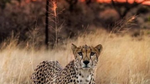 Гепард и леопард сравнение сил 1