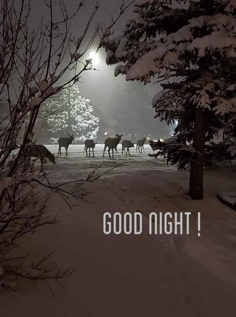 Доброй ночи февраля и зимы - лучшие открытки 2024 (27)