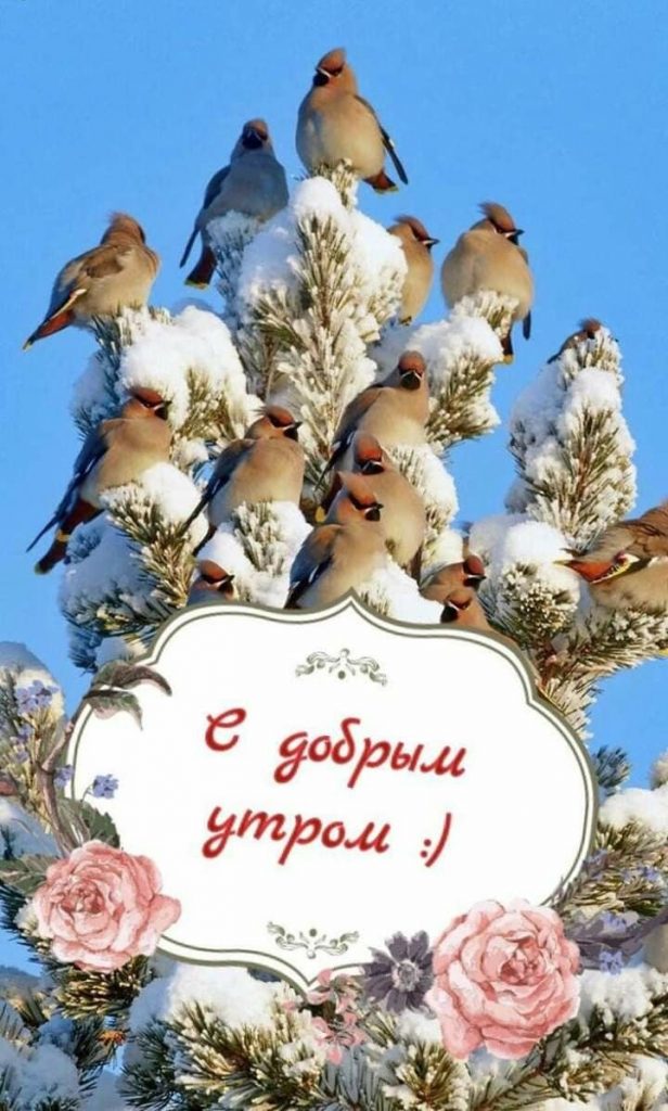 Замечательные мирные открытки со словами доброе утро зима (4)