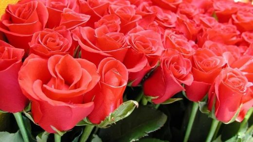 Красивые картинки розы открытки для женщины (25)