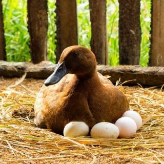 Почему не едят гусиные и утиные яйца 1