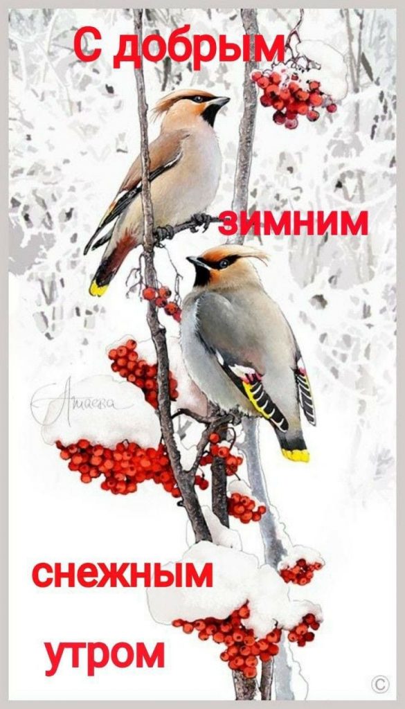 С добрым утром! Чудесной зимы февраля - открытки (11)