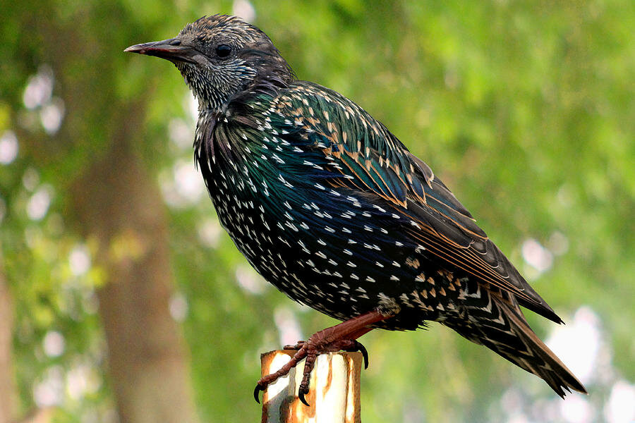 Скворцы перелетные птицы. Обыкновенный скворец (Sturnus vulgaris). Шпак скворец. Белогрудый скворец. Капский скворец.