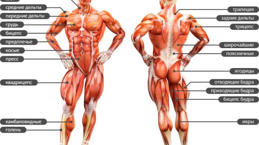 Где у человека расположены самые сильные мышцы 2