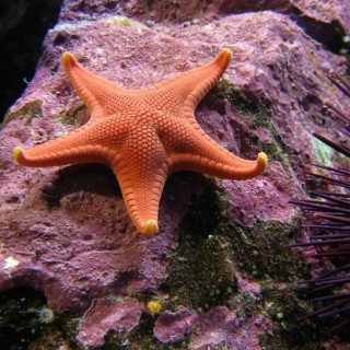 К какой группе животных относится морская звезда 2