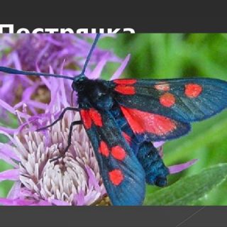 Картинки красивые бабочка пестрянка окружающий мир (4)