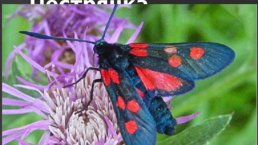 Картинки красивые бабочка пестрянка окружающий мир (4)
