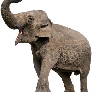 Сравнение крупнейших слонов африканский и индийский 2
