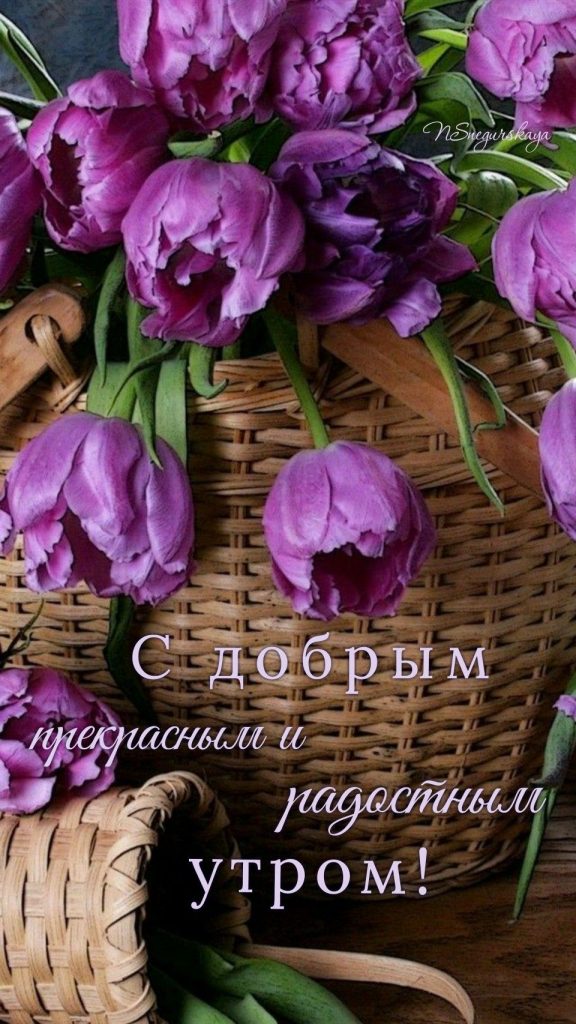 Шикарные тюльпаны с добрыми пожеланиями на утро весны (15)