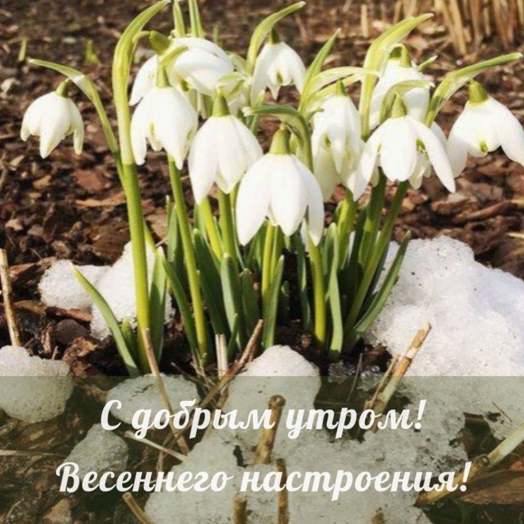 Весна и апрель - милые мирные открытки на утро (18)